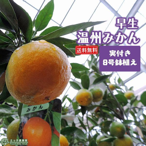 （ 実付き ） 早生温州みかん 『 西海ミカン 』 （ 送料無料 ） 株立ち 接ぎ木 大苗 8号鉢植...