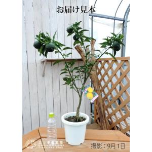 ( 実付き ) ユズ 『 花柚子 ( 一才ゆず...の詳細画像1