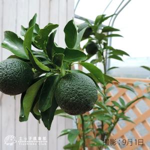 ( 実付き ) ユズ 『 花柚子 ( 一才ゆず...の詳細画像2