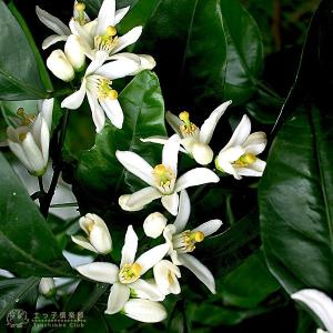 ( 実付き ) ユズ 『 花柚子 ( 一才ゆず...の詳細画像4