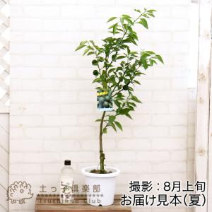 《 実付き 》 スダチ 6号鉢植え 柑橘 薬味...の詳細画像1