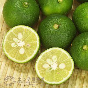 《 実付き 》 スダチ 6号鉢植え 柑橘 薬味...の詳細画像2