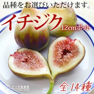 【選べる品種】 イチジク 全14品種 4号ポット苗 【ポイント10倍 9/29昼頃まで】