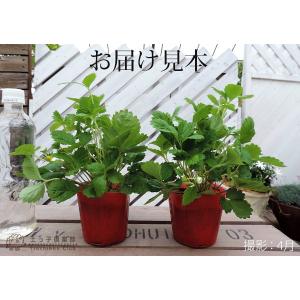 ワイルドストロベリー 2個セット 9cmポット苗の詳細画像1