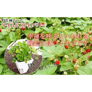 ワイルドストロベリー 2個セット 9cmポット苗の詳細画像4