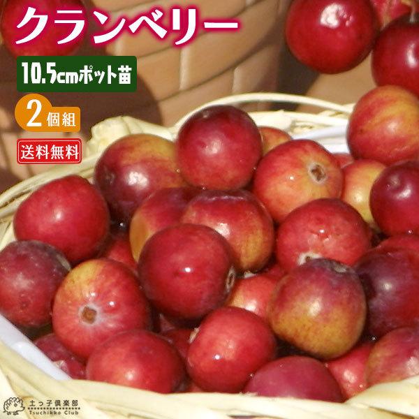 クランベリー （ ツルコケモモ ） 2個セット （ 送料無料 ） 10.5cmポット苗 グランドカバ...