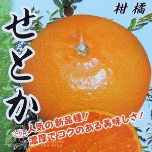柑橘 『 せとか 』 13.5cmポット接木苗の詳細画像5