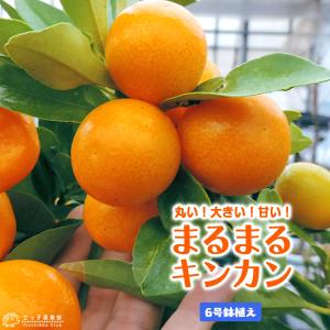 たまたま金柑】 5年生接木苗 大苗 キンカン 金柑 ※納期指定:発送予定