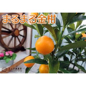 ( 実付き ) まるまる金柑 ( キンカン )...の詳細画像2