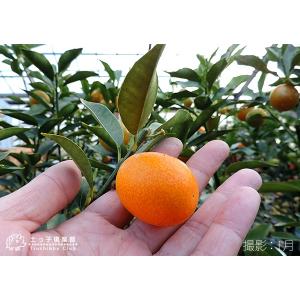( 実付き ) まるまる金柑 ( キンカン )...の詳細画像4