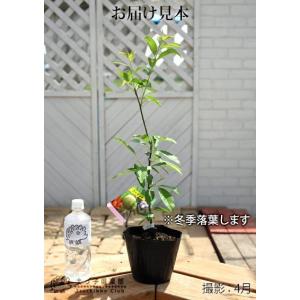 アーモンドの木 15cmポット接木苗の詳細画像1