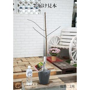 アーモンドの木 15cmポット接木苗の詳細画像2