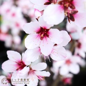 アーモンドの木 15cmポット接木苗の詳細画像3