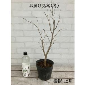 大実 マルベリー 桑の木 15cmポット苗木 ...の詳細画像1