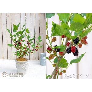 大実 マルベリー 桑の木 15cmポット苗木 ...の詳細画像3