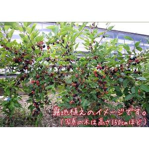 大実 マルベリー 桑の木 15cmポット苗木 ...の詳細画像4