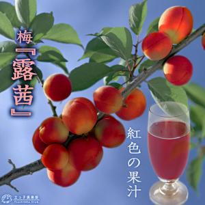 果樹苗 梅 苗木 露茜 (つゆあかね) PVP 1年生 接木 4.5号(直径13.5cm