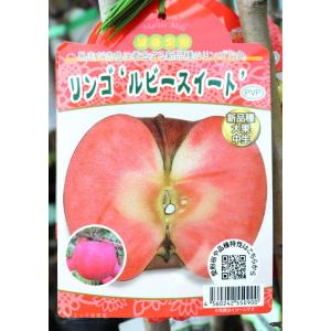 りんご 『 ルビースイート 』 15cmポット...の詳細画像2
