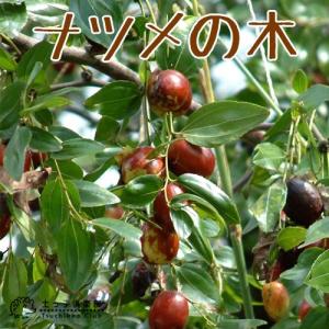 インドナツメ（印度棗）《果樹苗》 4寸ポット植え 爆買 : 日本花卉