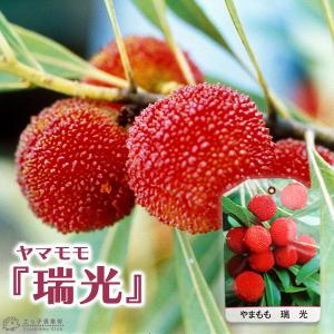 ヤマモモ 東魁 （メス） 3年生 接木 8号ポット苗 : 苗木部 花ひろば