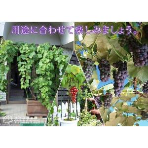 ぶどう (ブドウ) 全4品種 12cmポット苗...の詳細画像4