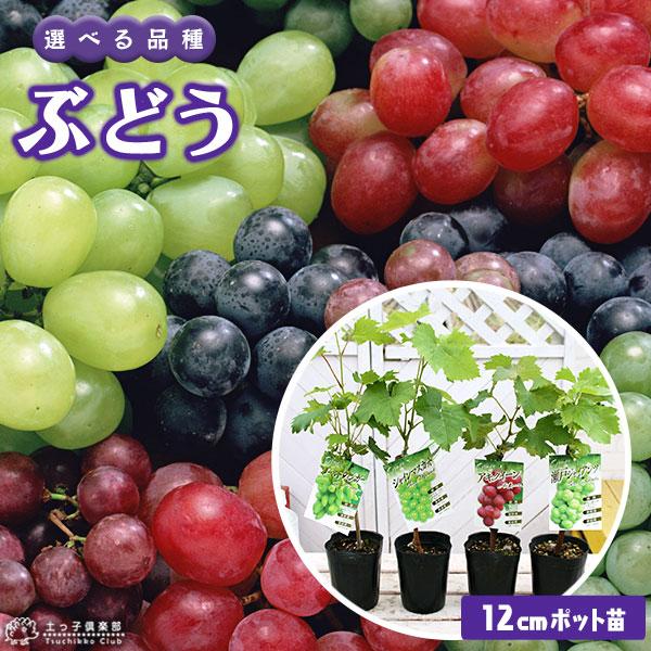 ぶどう （ブドウ） 全4品種 12cmポット苗 【 選べる品種 】2年生挿し木苗 （ シャインマスカ...