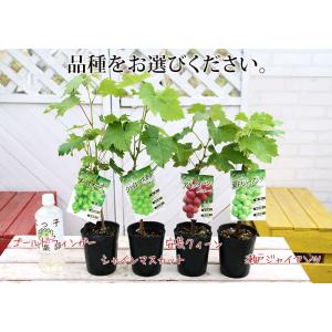 ぶどう (ブドウ) 全4品種 12cmポット苗...の詳細画像1