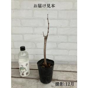 ぶどう (ブドウ) 全4品種 12cmポット苗...の詳細画像2