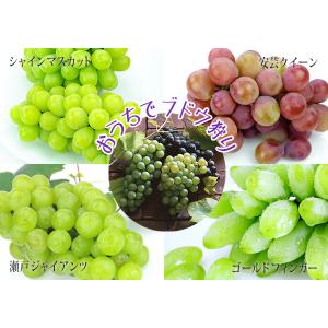 ぶどう (ブドウ) 全4品種 12cmポット苗...の詳細画像5