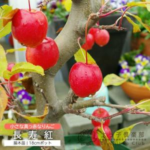 （ 実付き ） 姫りんご 『 長寿紅 』 18cm鉢植え｜produce87