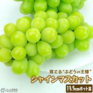 シャインマスカット 13.5cmポット 2年生挿木苗...