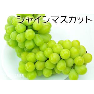 シャインマスカット 13.5cmポット 2年生挿木苗の詳細画像4
