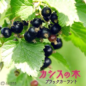 カシス ブラックカーラント大苗 希少 ベリーの木 健康と美容をサポート