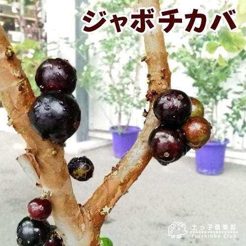 ジャボチカバ 18cmポット苗木　