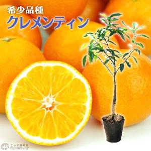 ブラッドオレンジ 苗木 タロッコ 3年生接木大苗 産地で剪定済 1.0m苗