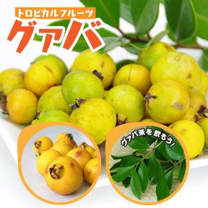 グアバ 「イエローストロベリーグァバ」18cmポット苗（ キミノ