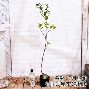 グアバ 「イエローストロベリーグァバ」13.5...の詳細画像1