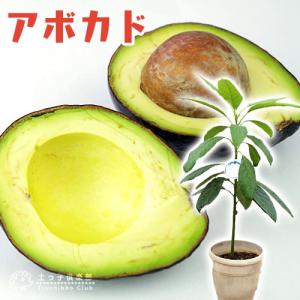 アボカド 『 ハス 』 2年生 実生苗 5号鉢植え 希少 （アボガド）