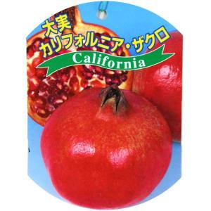 大実 ザクロ ( カリフォルニアザクロ )苗木...の詳細画像5
