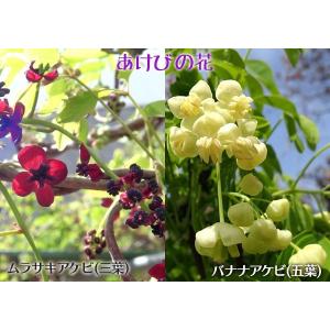 アケビ 脂肪燃焼効果あり?あけび エキス ( ...の詳細画像4