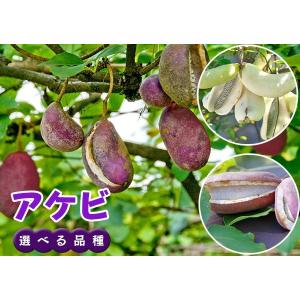 アケビ 脂肪燃焼効果あり?あけび エキス ( ...の詳細画像5