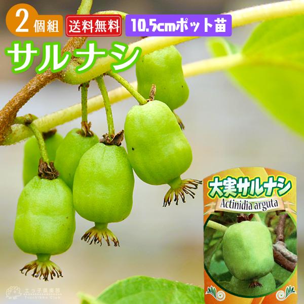大実 サルナシ 『 エメロード 』 10.5cmポット苗 （ベビーキウイ、コクワ） 【2個セット】 ...