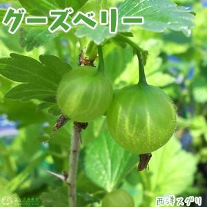 グーズベリー （ 西洋スグリ ） 12cmポット苗木