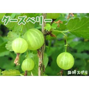 グーズベリー ( 西洋スグリ ) 12cmポット苗木の詳細画像3