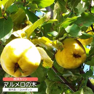 バーニッキー】 接木苗 アテモヤ ※2025年3月下旬以降順次通常発送
