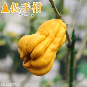 仏手柑 （ ブッシュカン ） 15cmポット接ぎ木苗｜produce87