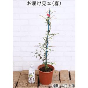 フィンガーライム 2年生 接ぎ木 6号鉢植え【...の詳細画像1