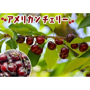 アメリカンチェリー 『 ビング 』( サクラン...の詳細画像5