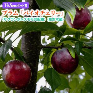 プラム 『 バイオチェリー 』 （ サクランボ×スモモ交配種 ） 13.5cmポット苗木 （ 接ぎ木苗 ）