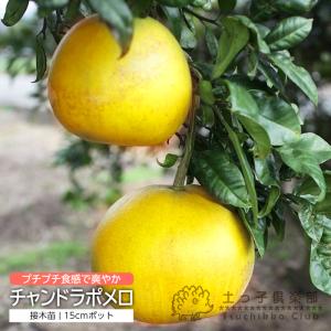 『 チャンドラポメロ 』 15cmポット 接木苗 柑橘 文旦 グレープフルーツ｜produce87